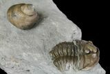 Flexicalymene Trilobite Fossil and Gastropod - Ohio #136965-2
